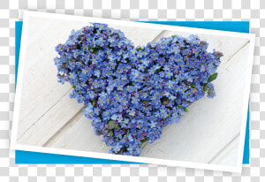 Alpine Forget me not  HD Png Download