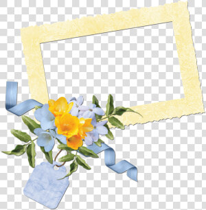 Transparent Cluster Frames Png   Evergreen Rose  Png Download