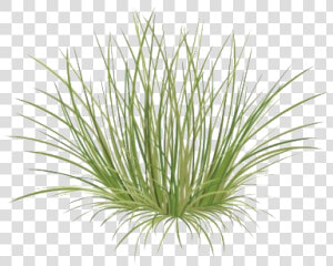 Green Beach Grass Png Image   Beach Grass Png  Transparent Png