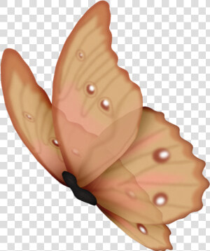 Borboleta Sem Fundo  HD Png Download