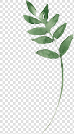  twig  branches  branch  aquarelle  leaf  leaves  green   Bay Laurel  HD Png Download