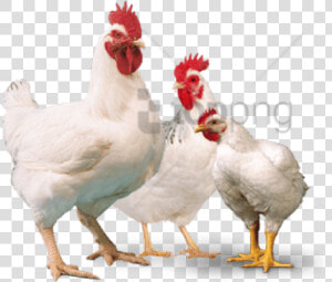 Chicken Image With Transparent   Broiler Poultry Png  Png Download