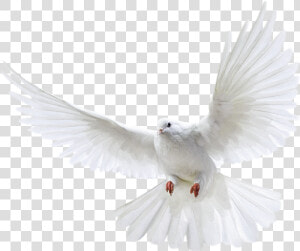  pomba   Pigeon Png  Transparent Png