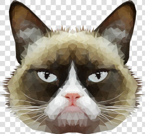 American Wirehair Grumpy Cat Whiskers Domestic Short haired   Cat Face With No Background  HD Png Download