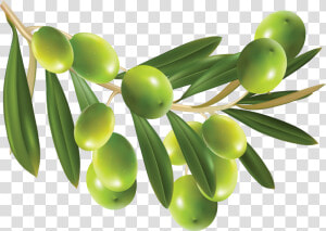 Olives Png Image   Olives Png  Transparent Png