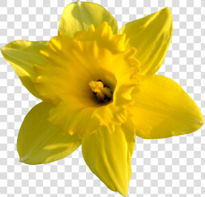 Daffodil Images Pictures   Daffodil Flower Transparent Background  HD Png Download