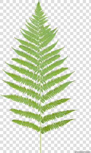 Tropical Ferns Png   Fern Leaf Png  Transparent Png