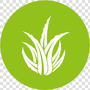 Aloe Vera Logo Png   Png Download   Aloe Vera Logo Png  Transparent Png