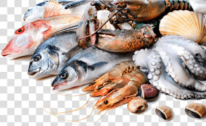 Fresh Fish   Png Download   Fresh Fish  Transparent Png