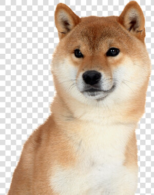 Shiba Inu Png   ผล ไม้ ที่ หมา กิน ได้  Transparent Png