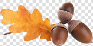 Transparent Acorn Png   Acorns Png  Png Download