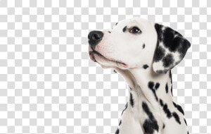 Pet Boarding  Dog Training  Dalmatian  Merton   Dalmatian  HD Png Download