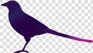 Magpie Bird Vector Png   Crow  Transparent Png