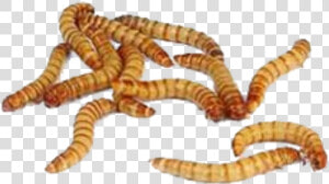 Maggot Png   Meal Worm  Transparent Png