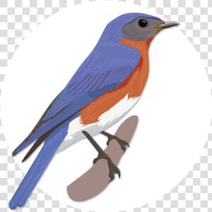 Eastern Bluebird Clipart   Png Download   Eastern Bluebird  Transparent Png