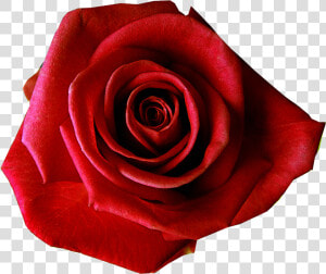 Red Rose Transparent Background   Transparent Background Rose Flower  HD Png Download