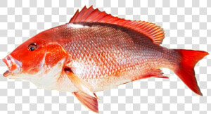 Kingfish Transparent Png   Red Snapper Fish Png  Png Download