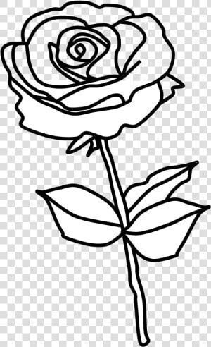 Rose  Thorns  Black And White   Floribunda  HD Png Download