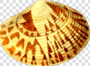 Kerang Laut Cartoon  HD Png Download