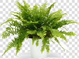 Choosing The Best Plants   Fern In White Pot  HD Png Download