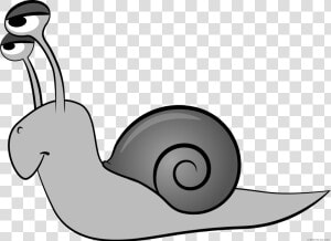 Cartoon Snail Animal Free Black White Images   Animals That Crawl Clipart  HD Png Download