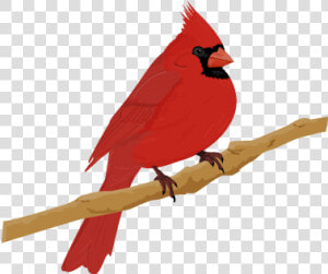 Cardinal Bird   Cardinal Png  Transparent Png