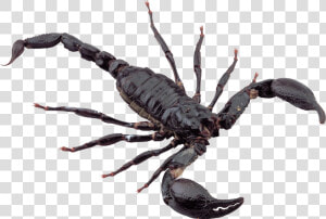 Black Scorpion   Scorpion Png  Transparent Png