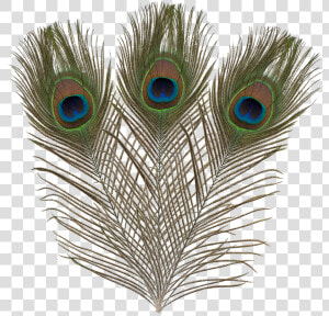 Ef 017 Peacock Feathers   Flightless Bird  HD Png Download