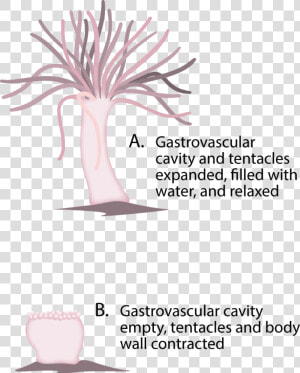 Hydrostatic Skeleton In Sea Anemone  HD Png Download