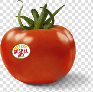 Tomato   Plum Tomato  HD Png Download