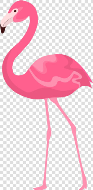 Flamingo Clipart Quotes   Flamencos Rosados En Una Pata  HD Png Download