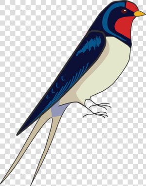 How To Draw A Bird  How To Draw A Swallow   Draw Easy Swallow Bird  HD Png Download