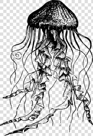 Jellyfish Drawing   Png Download   Jellyfish Black And White  Transparent Png