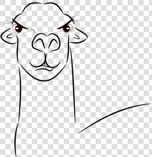 Transparent Llama Head Png   Llama  Png Download