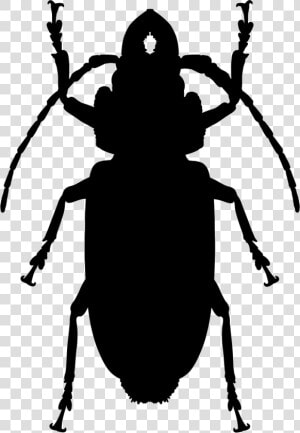 Cockroach Shape   Silhouette Cockroach Png  Transparent Png