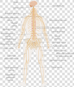 Primary Spinal Cord Tumours   Human Body Nerve Cell  HD Png Download