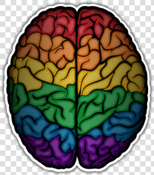 Large Realistic Brain Filled With The Colors Of The   Rainbow Brain Png  Transparent Png