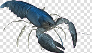 Blue Lobster Png   Blue Crayfish Transparent  Png Download