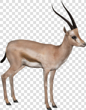 Gazelle Png Hd   Gazelle Png  Transparent Png