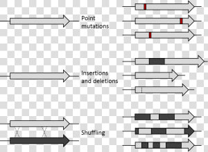 De Mutations   Directed Protein Evolution Limitation  HD Png Download