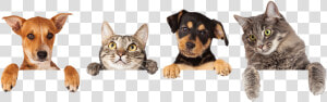 Best Pets Veterinary Hospital Is Your Veterinarian   Welcome Dogs And Cats  HD Png Download