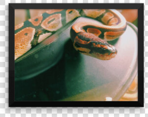 Ball Python Photograph Poster Print   Still Life  HD Png Download