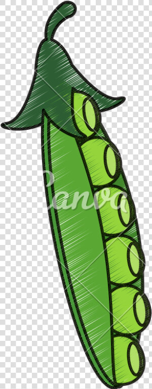 Drawing Of Peapod   Snap Pea  HD Png Download