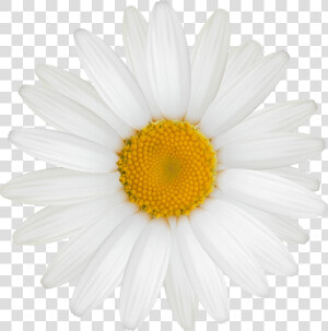 White Daisy Png   Pictures   Great Gatsby Daisy Flower  Transparent Png