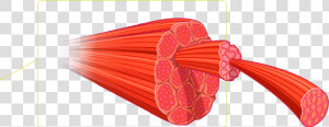 Muscle Free Png Image   Skeletal Muscle Png  Transparent Png