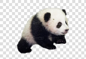 Giant Panda Png   Baby Panda Good Morning Panda  Transparent Png