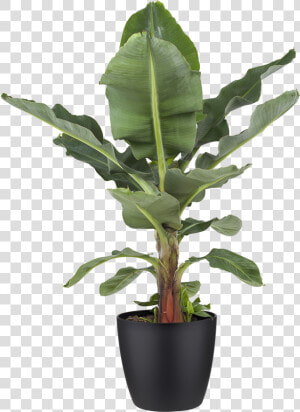 Potted Plant Banana Plant   Indoor Plant Black Pot  HD Png Download