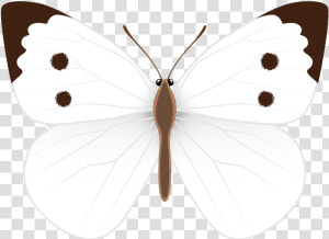 Pieridae  HD Png Download