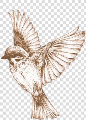 Bird Png 21  Buy Clip Art   Bird Transparent  Png Download