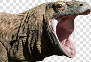 Komodo Dragon Iguana Clipart   Komodo Dragon  HD Png Download